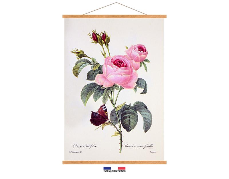 Photo n°1 du produit Kakemono ROSA CENTIFOLIA 40x60-KAKEMO110T46-0