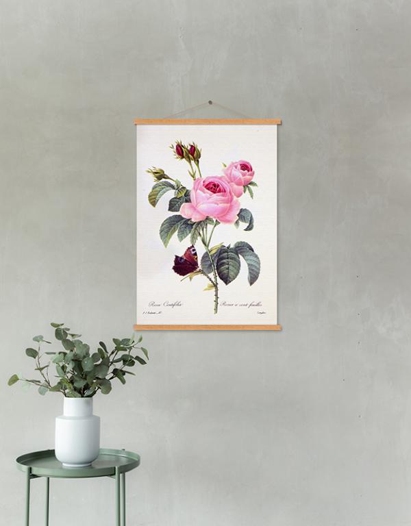 Photo n°2 du produit Kakemono ROSA CENTIFOLIA 40x60-KAKEMO110T46-0