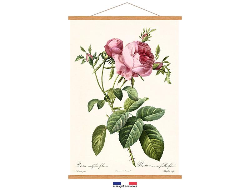 Photo n°1 du produit Kakemono ROSA CENTIFOLIA 40x60-KAKEMO111T46-0