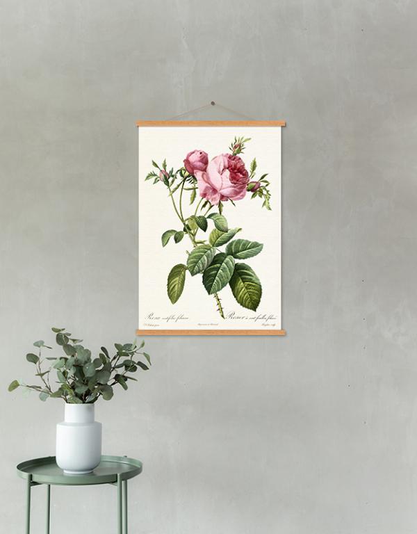 Photo n°2 du produit Kakemono ROSA CENTIFOLIA 40x60-KAKEMO111T46-0