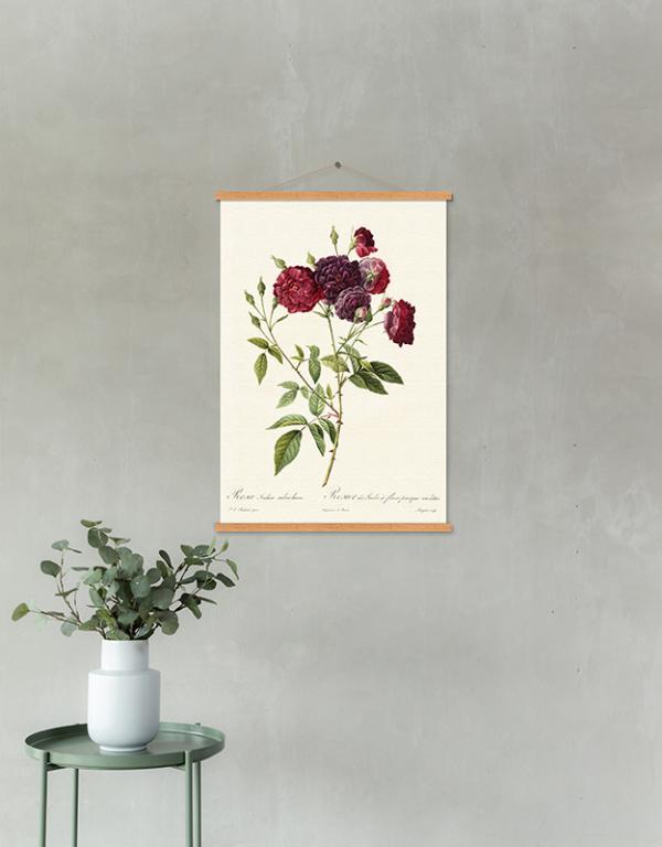 Photo n°2 du produit Kakemono ROSA CENTIFOLIA 40x60-KAKEMO112T46-0